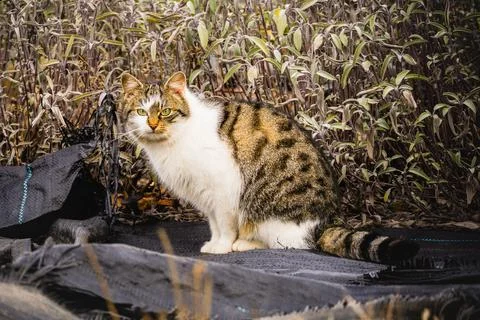  Cat Sitting on Blanket in Field Stock Photos