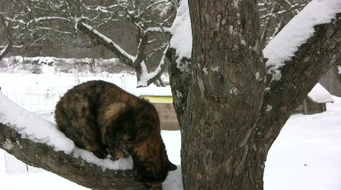 Cat sitting on a branch Stock Footage 636280