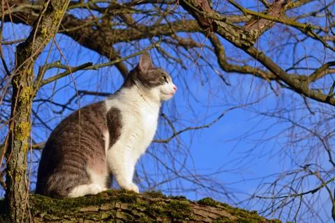 Cat sitting on a branch. Stock Photos