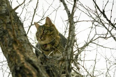 Cat sitting on the branches of a tree in late autumn in the yard Stock Photos