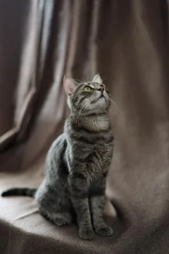 A cat sitting on the brown background. Stock Photos