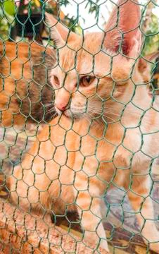 A Cat is sitting in a cage Stock Photos