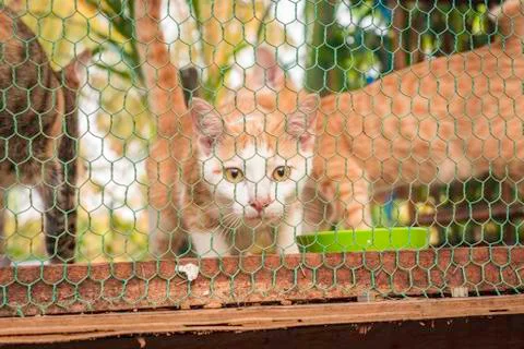 A Cat is sitting in a cage Stock Photos