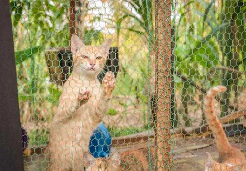 A Cat is sitting in a cage Stock Photos