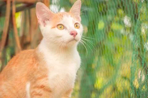 A Cat is sitting in a cage Stock Photos