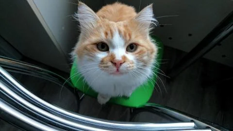 Cat sitting on a caire Stock Photos