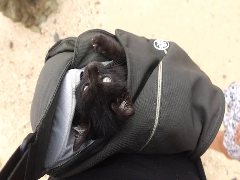 Cat sitting in a camera bag on Ko Yao Noi Island near Phuket, Thailand. Stock Footage 112197534