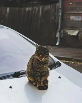 A cat sitting on a car Stock-Fotos