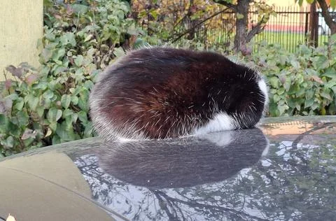 A cat is sitting on a car Stock Photos
