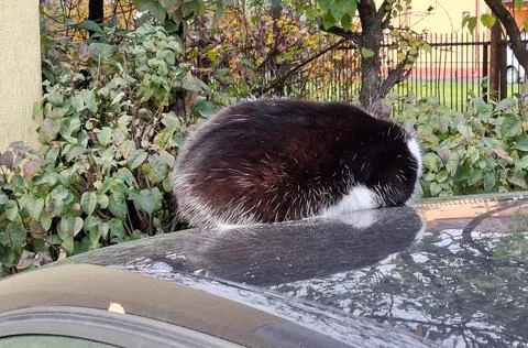 A cat is sitting on a car Stock Photos
