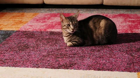 The cat sitting on the carpet and looking carefully around the room. 動画素材 146436826