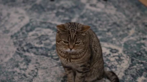Cat is sitting on the carpet floor feeling sad Stock Footage 268729018