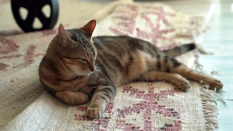 Cat sitting on carpet Stock Footage 166566826