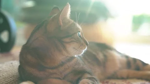 Cat sitting on carpet Stock Footage 166566926