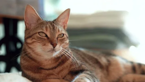 Cat sitting on carpet Stock Footage 166567050