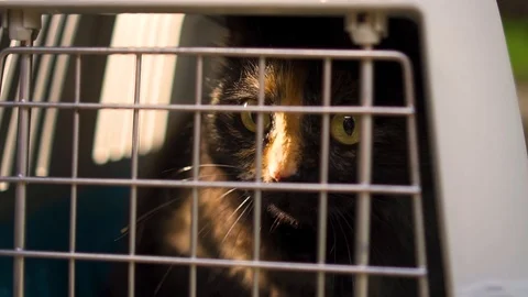 The cat is sitting in the carrier, day 動画素材 109930651