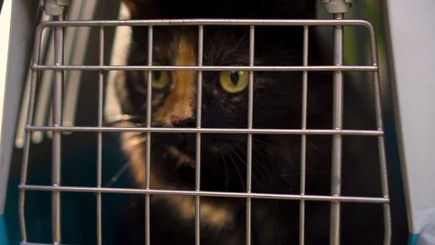 The cat is sitting in the carrier, day Stock Footage 109930735