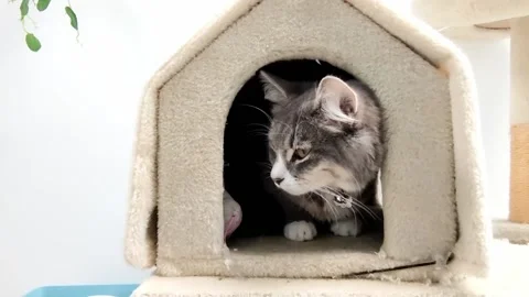 Cat sitting in a cat house Stock Footage 158835150