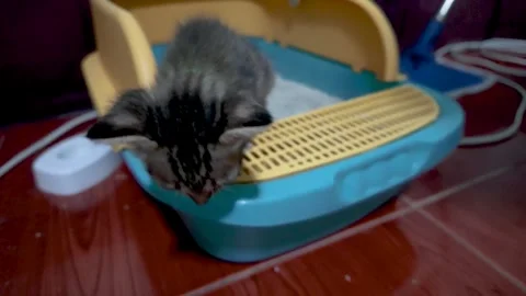 A cat is sitting in a cat litter box. 動画素材 290503035