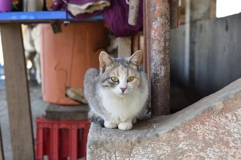 A cat is sitting on a cement ledge Stock Photos