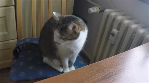 Cat sitting on a chair Stock Footage 45936985