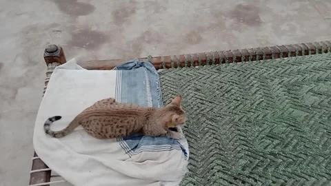 Cat Sitting On Charpai Facing Camera Calm And Relaxing View Vídeos de archivo 347847071