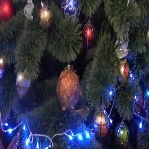 Cat sitting on a Christmas tree Stock Footage 69712553