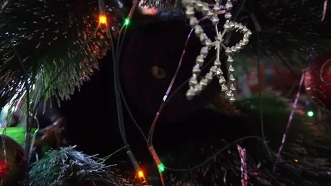 Cat sitting on a Christmas tree Video stock 84766191