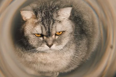 Cat sitting in  circular tunnel looking out  during daytime.  cat is sitting  Stock Photos