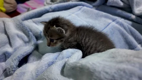 The cat is sitting cold on the bed. 動画素材 289679569