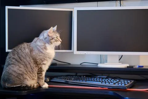 The cat is sitting on a computer table near the mouse, keyboard and monitor,  Stock Photos