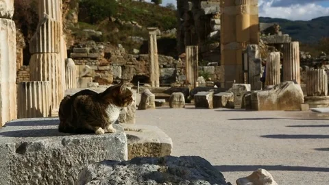 Cat sitting in a corner at archeological park Stock Footage 77451977