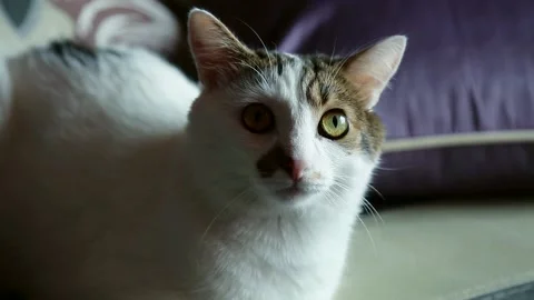 The cat is sitting on the couch and looking at the camera Video stock 86604326