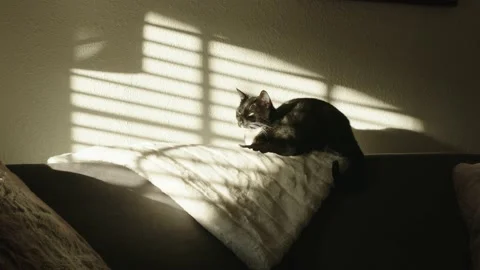 Cat sitting on couch with epic lighting Stock-Footage 154837282
