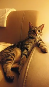 Cat Sitting On Couch Like Human Stock Photos
