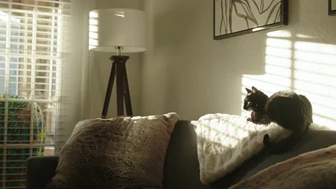 Cat sitting on couch with lighting Stock-Footage 154838726