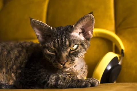 The cat is sitting on the couch Stock Photos