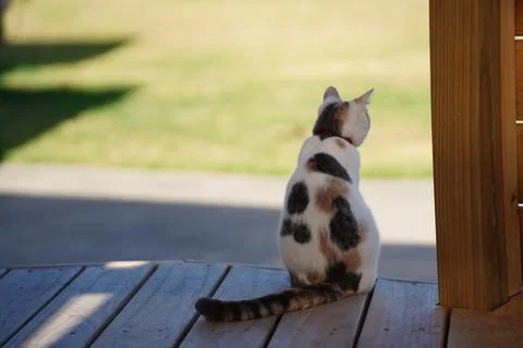 A cat sitting on a deck looking away from the camera Stock Photos