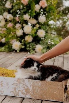 A cat is sitting on a deck next to a vase of flowers Stock Photos