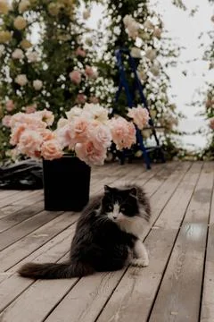 A cat is sitting on a deck next to a vase of flowers Foto stock