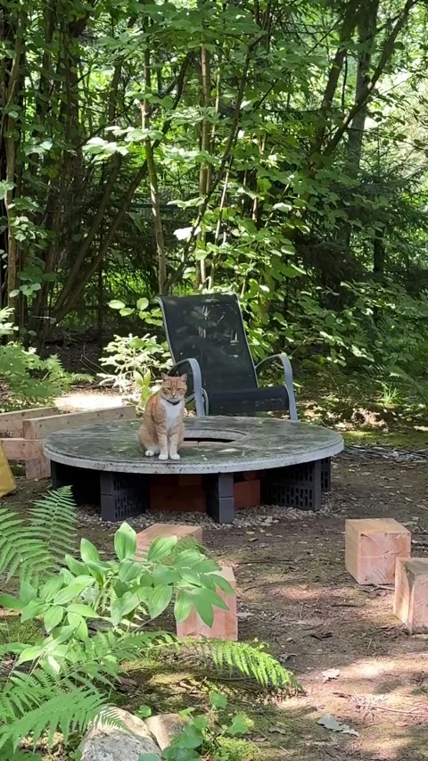 Cat Sitting on a DIY Round Concrete Fire Pit in a Woodland Garden Stock Footage 342002085