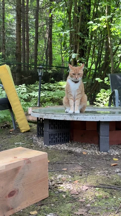 Cat Sitting on a DIY Round Concrete Fire Pit in a Woodland Garden Stock Footage 342002116
