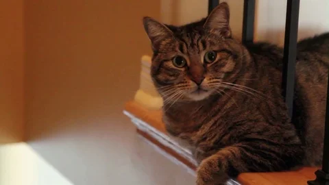Cat, Sitting at edge of top floor Stock Footage 80061079