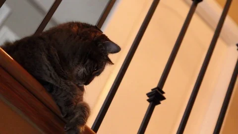Cat, Sitting at edge of top floor Stock Footage 80061085
