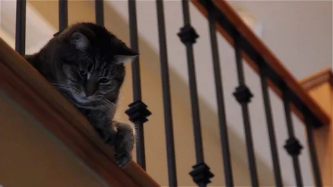 Cat, Sitting at edge of top floor Stock Footage 80061124