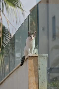Cat sitting on the edge of a wall. Stock Photos