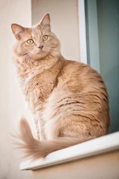 Cat sitting in elegant position Stock Photos