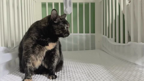 Cat sitting in empty baby crib 4k Stock Footage 332528255