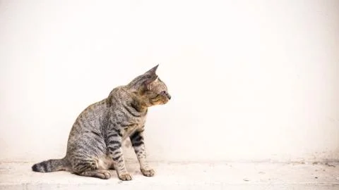 Cat sitting empty white wall Stock Photos