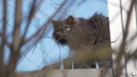 Cat sitting on fance Stock Footage 288909905